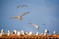 Seagulls in Flight and Sitting on Roof Royalty Free Stock Photo