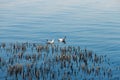 Seagulls float on a blue river on a clear day Royalty Free Stock Photo