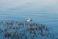 Seagulls float on a blue river on a clear day Royalty Free Stock Photo