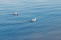 Seagulls float on a blue river on a clear day Royalty Free Stock Photo