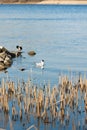 Seagulls float on a blue river on a clear day Royalty Free Stock Photo