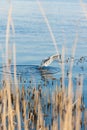 Seagulls float on a blue river on a clear day Royalty Free Stock Photo