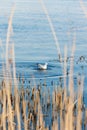 Seagulls float on a blue river on a clear day Royalty Free Stock Photo