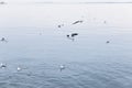 Seagulls floating and flying on the coast of the sea Royalty Free Stock Photo