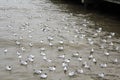 Seagulls floating on the sea at Bangpoo Royalty Free Stock Photo