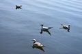 Seagulls floating on the waves/ Big river