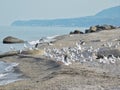 A seagulls flock on the beach