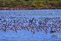 Seagulls flock in fish pool of Kibbutz Maayan Zvi northwest Israel.