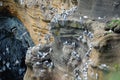 Seagulls flock on the high rocks in Iceland. Animals in the nature. Hight rocks and flock of birds.