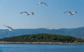 Seagulls flock on Island Hvar, Adriatic sea, Croatia