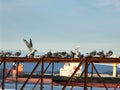 Seagulls Flock on th Columbia Cannery 5