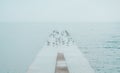 Seagulls flocking on concrete dock at sea