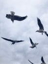 Seagulls fly against a cloudy sky. Royalty Free Stock Photo