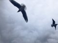 Seagulls fly against a cloudy sky. Royalty Free Stock Photo