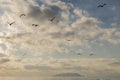 Seagulls fly in a dramatic sky at sunset, with the island of Gorgona, Italy in the background Royalty Free Stock Photo