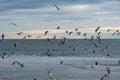Seagulls fly with the flock on the island beach