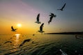 The Seagulls Fly For Food And The Sunset At Bangpur Beach In Thailand.