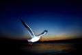 The seagulls fly freely on the background of the blue sky Royalty Free Stock Photo