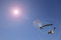 Seagulls fly in fresh blue days