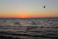 seagulls fly on golden sunset or sunrise at the deep dark ocean. aerial view of sundown and up to the sea. yellow and Royalty Free Stock Photo