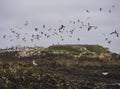 Seagulls fly over the cormorants and pelicans Royalty Free Stock Photo