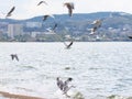 seagulls fly over Lake Kopa against the background of the city of KokshetauÃ¯Â¿Â¼