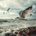 Seagulls fly over the ocean, beach