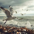 Seagulls fly over the ocean, beach