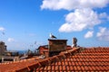 Seagulls fly over the roofs of the city of Istanbul. Birds are sitting on a red tile roof. Against the background of a blue sky wi Royalty Free Stock Photo