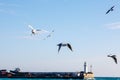 Seagulls fly over the sea on the background of the lighthouse an Royalty Free Stock Photo