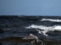 Seagulls fly over the sea waves, hunting fish Royalty Free Stock Photo