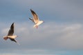 Seagulls fly in the sky Royalty Free Stock Photo