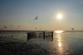 Seagulls fly while sunset Royalty Free Stock Photo