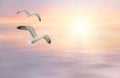 Seagulls fly at sunset Royalty Free Stock Photo