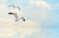 Seagulls fly at sunset Royalty Free Stock Photo