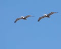 Seagulls flying Royalty Free Stock Photo