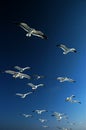 Seagulls flying above