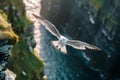 Seagulls flying above rough sea cliffs in scenic Irish landscape. Wild birds of west coast of Ireland, dramatic sunset