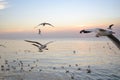 Seagulls flying above the sea at beautiful sunset time with a twilight scene Royalty Free Stock Photo