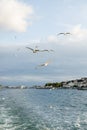 Seagulls flying above sea with Istanbul