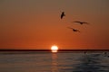 Seagulls flying above sea in light of setting sun Royalty Free Stock Photo