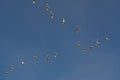 Seagulls flying across the clear blue sky