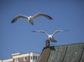 Seagulls flying against a blue sky. Royalty Free Stock Photo