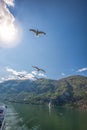 Seagulls flying against the sun in the fjord near the village Flam, Norway