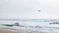 Seagulls flying along shoreline at beach on a foggy day with mist over the ocean. Royalty Free Stock Photo