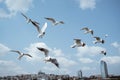 seagulls flying around the bosphorus straits in istanbul Royalty Free Stock Photo