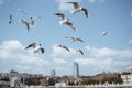 seagulls flying around the bosphorus straits in istanbul Royalty Free Stock Photo