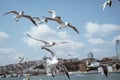 seagulls flying around the bosphorus straits in istanbul Royalty Free Stock Photo