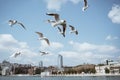 seagulls flying around the bosphorus straits in istanbul Royalty Free Stock Photo