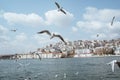 seagulls flying around the bosphorus straits in istanbul Royalty Free Stock Photo